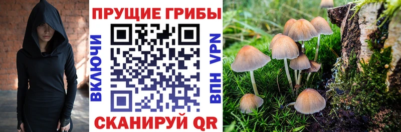 закладка Короча Галлюциногенные грибы MAGIC MUSHROOMS